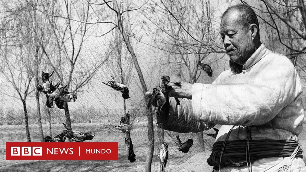 Los años en los que China declaró la guerra a los gorriones (y cómo ello contribuyó a la hambruna que mató a millones de personas)