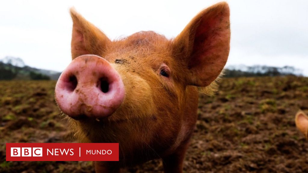 Científicos logran revivir órganos de cerdos con sangre sintética después de la muerte de los animales