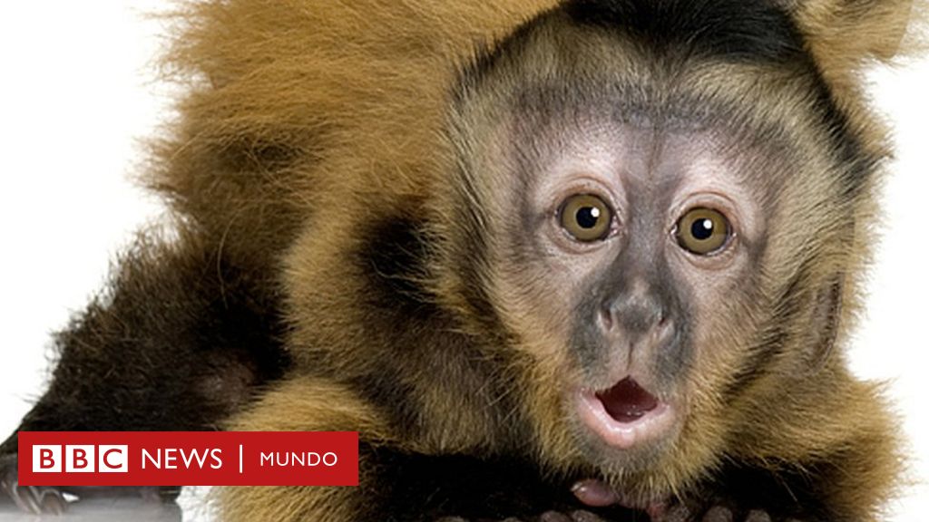 son inteligentes los monos capuchinos