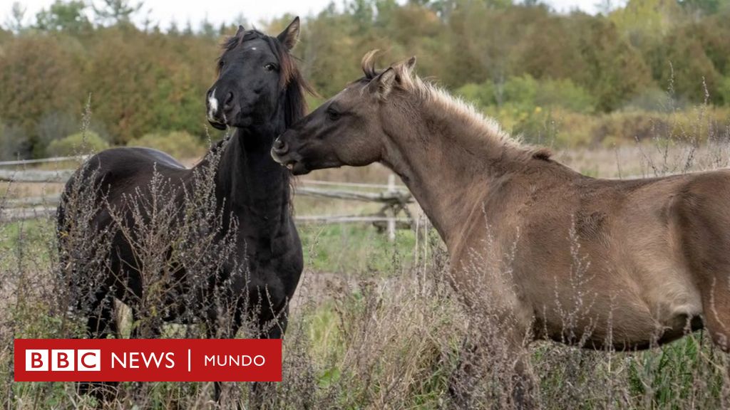 La raza de caballos que pone en duda la teoría de que estos animales llegaron a América con los colonizadores europeos