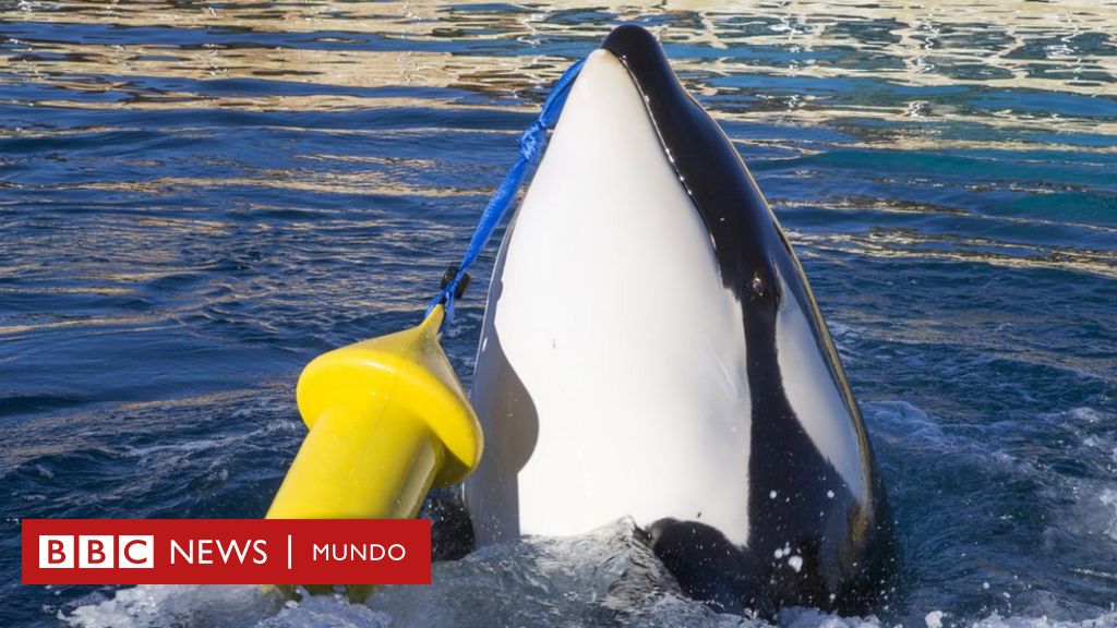 Wikie, la primera orca que puede imitar el habla humana diciendo 