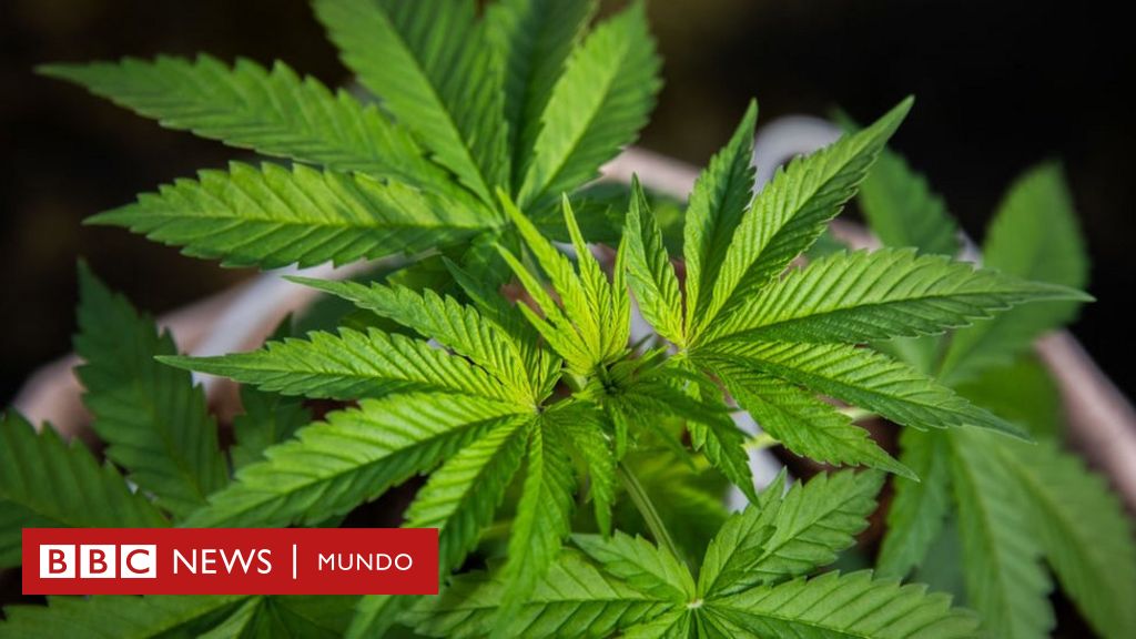 Qué son los endocanabinoides, la sustancia similar al THC de la marihuana que producimos los humanos (y qué efecto tienen en nuestro cuerpo)