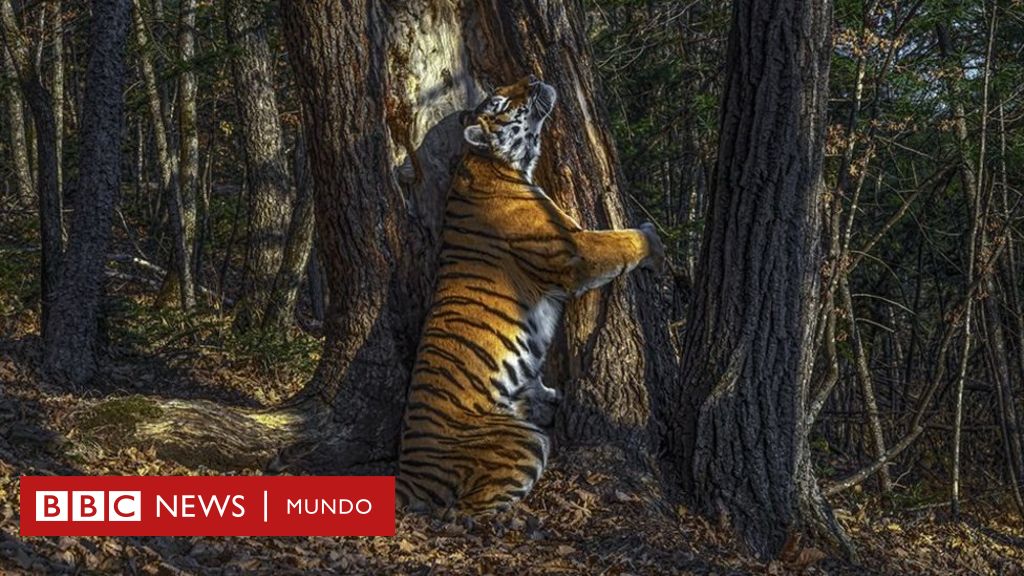 Fotografo De Vida Silvestre El Abrazo De Un Tigre A Un Arbol Y Otras Imagenes Ganadoras c News Mundo