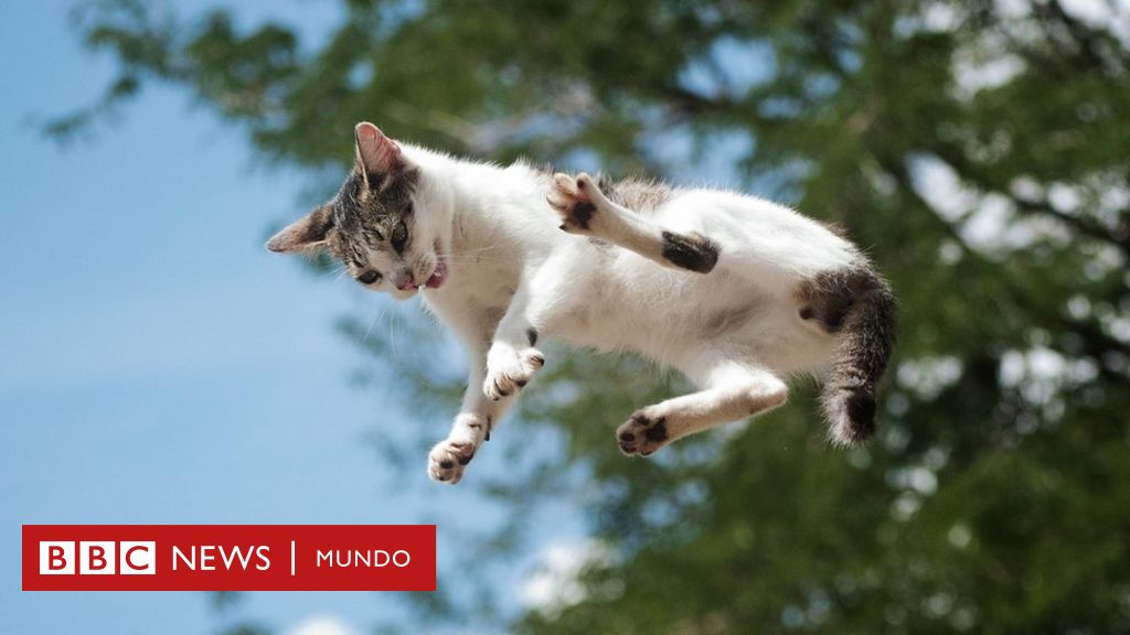 casete conductor Tropezón El inacabable misterio físico de por qué los gatos siempre caen de pie -  BBC News Mundo
