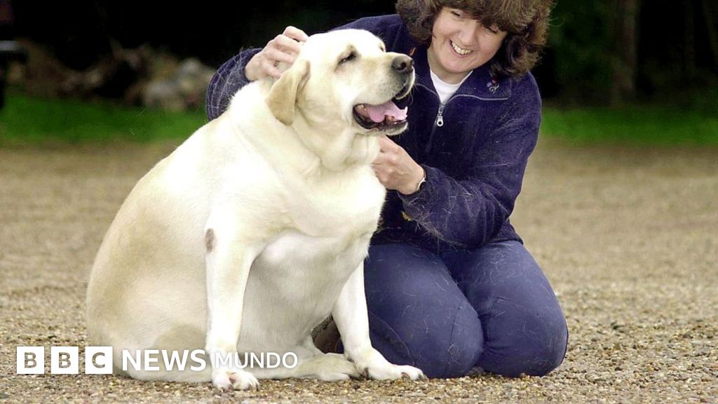 dieta casera para perros obesos