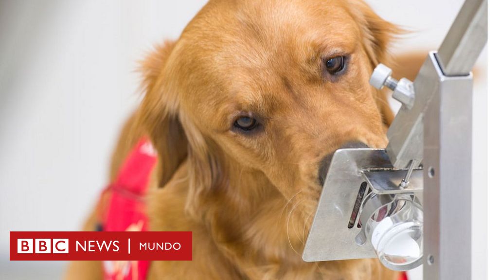Síntomas de covid-19: el mecanismo por el que los perros pueden detectarlos 5 días antes de que empiecen BBC News Mundo