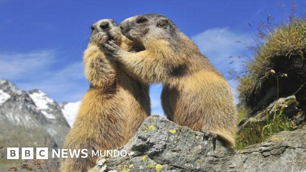 Cómo los animales tienen amistades sorprendentemente parecidas a las de los humanos