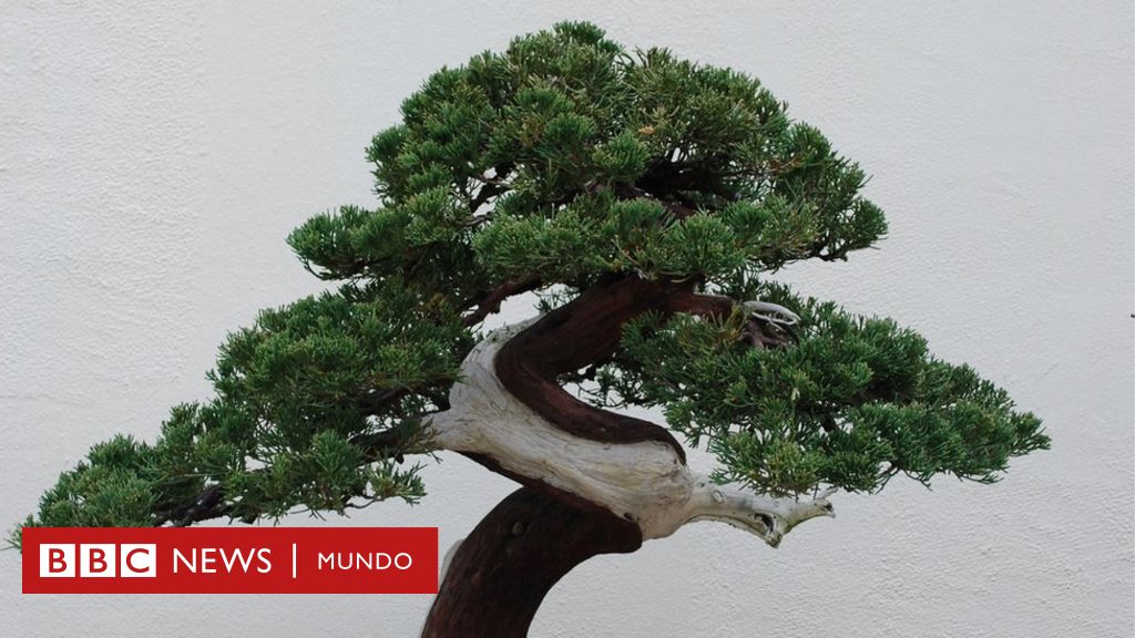Las bacterias Profeta Acera El robo de un bonsái de 400 años en Japón cuyo dueño lo único que pide es  que "le den agua" - BBC News Mundo