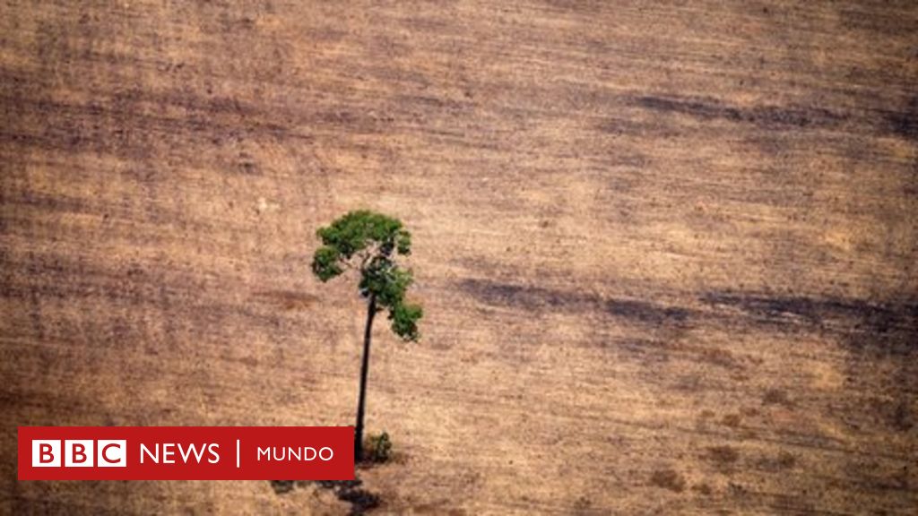 Cuáles son los países más deforestados del mundo y cuántos están en América  Latina - BBC News Mundo