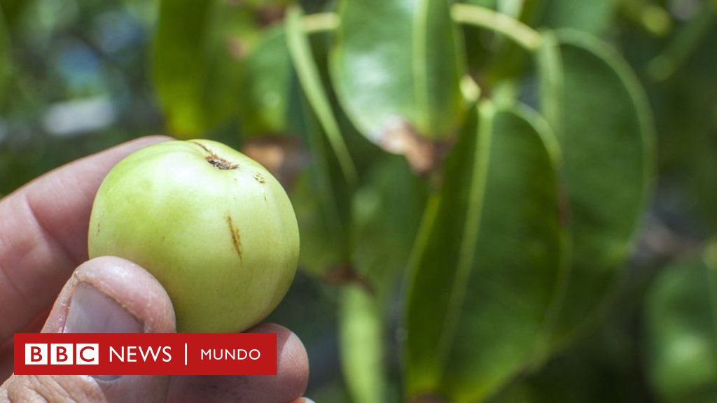 Hierba Pica Pica – Arboles y Flores en República Dominicana