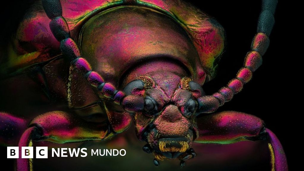 Las extraordinarias imágenes de animales en una competición de fotografía microscópica