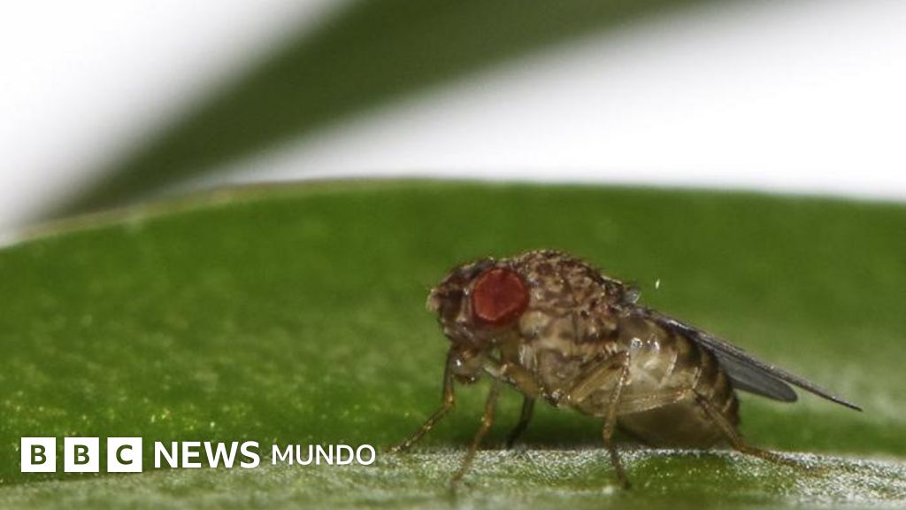 “Nacimiento virgen”: crean el primer animal modificado genéticamente para tener crías sin sexo