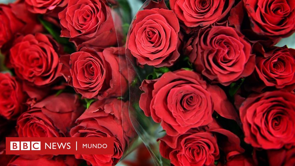 Cómo alargar la vida de flores que te regalaron para Valentín? BBC News Mundo