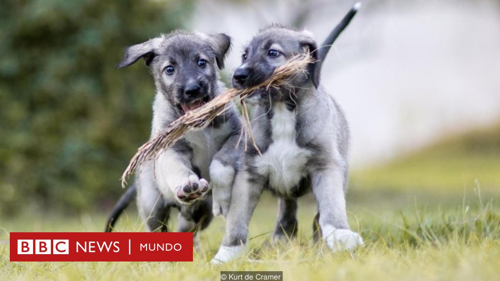 Estaño Plata Perro Paw Gemelos hecho a mano en Inglaterra Gemelos Perros Paws Mascota Nueva
