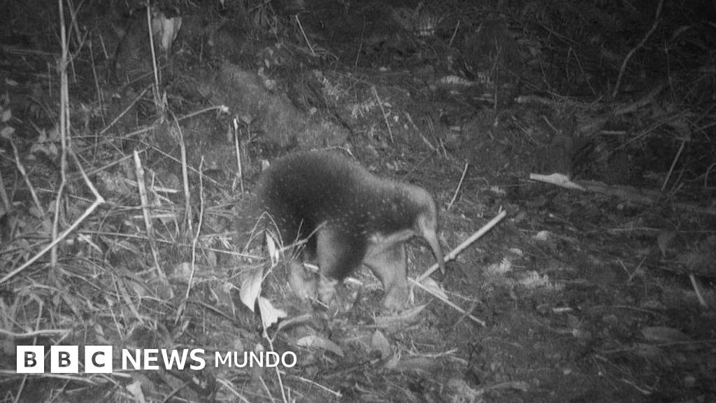 Las imágenes que confirman la existencia de un mamífero de la "época de los dinosaurios" que se creía extinto