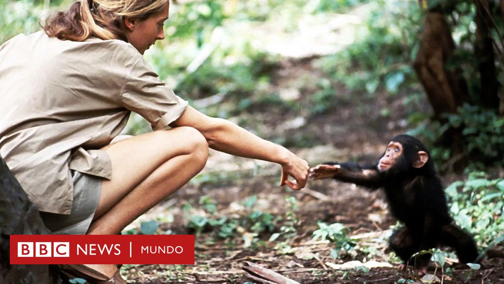 Jane Goodall i Lint Flint: Kultowe zdjęcie, które zmieniło sposób, w jaki rozumiemy świat zwierząt