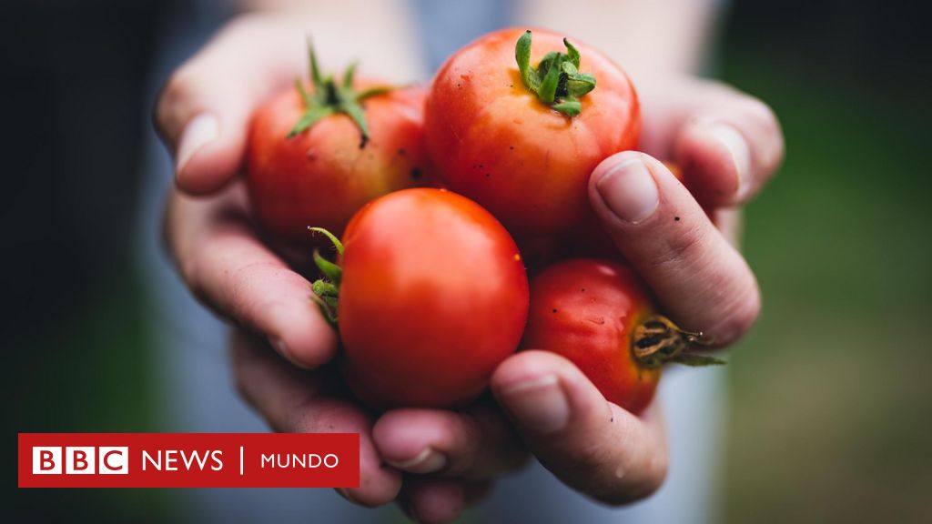 Benefici per la salute derivanti dal consumo di pomodori (crudi e cotti)