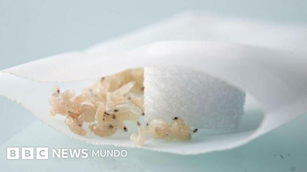 La milenaria técnica para curar heridas con larvas vivas que se está usando en algunos hospitales ante la escasez de antibióticos