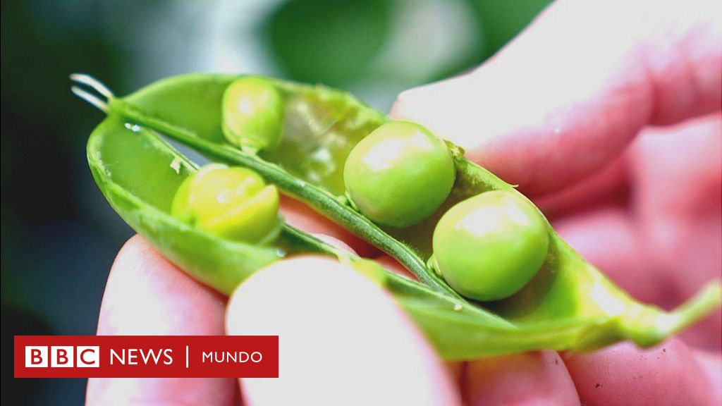 Por qué una arveja sin sabor a arveja se plantea como la nueva revolución en comida sostenible
