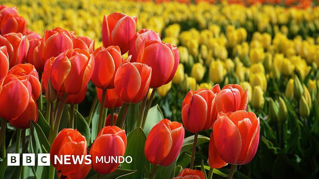 Cómo los tulipanes le salvaron la vida a millones de personas durante la Segunda Guerra Mundial (y qué tiene que ver la actriz Audrey Hepburn en esta historia)