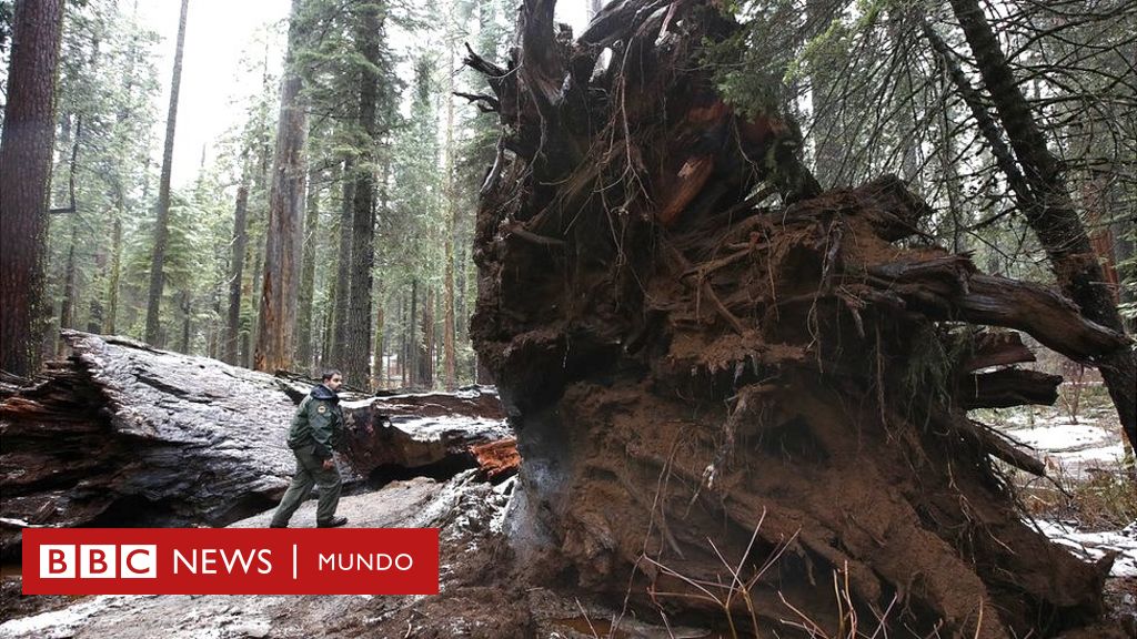 Estados Unidos: cómo los árboles muertos se han convertido en un negocio  millonario en California - BBC News Mundo