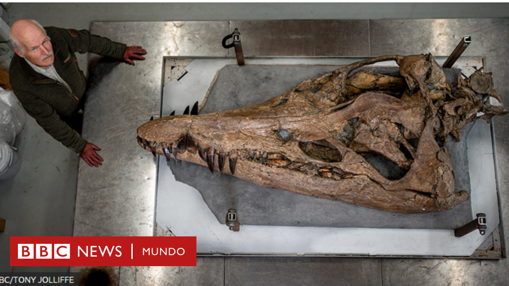 El fósil perfecto de un pliosaurio, el feroz reptil marino que aterrorizó los océanos hace 150 millones de años
