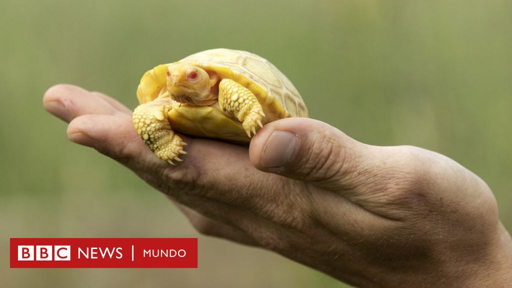 Monopolio juicio de madera La primera cría albina de una tortuga gigante de Galápagos nace en un  zoológico suizo - BBC News Mundo