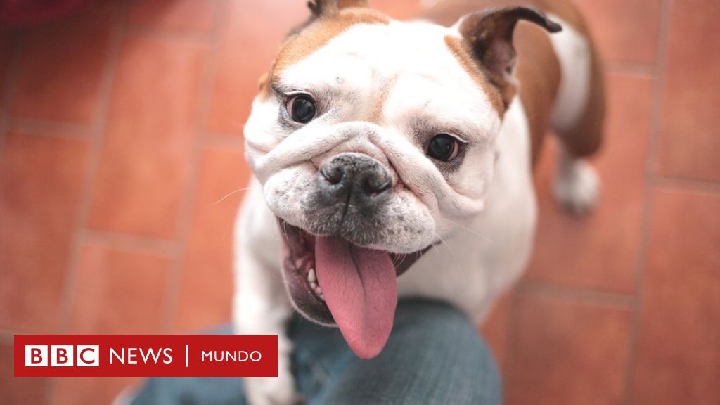 No compres un bulldog hasta que la raza haya cambiado de forma” - BBC News  Mundo