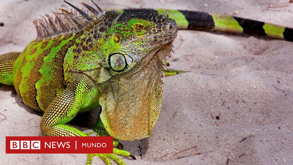 The phenomenon that explains why iguanas fall from trees when it’s cold in South Florida