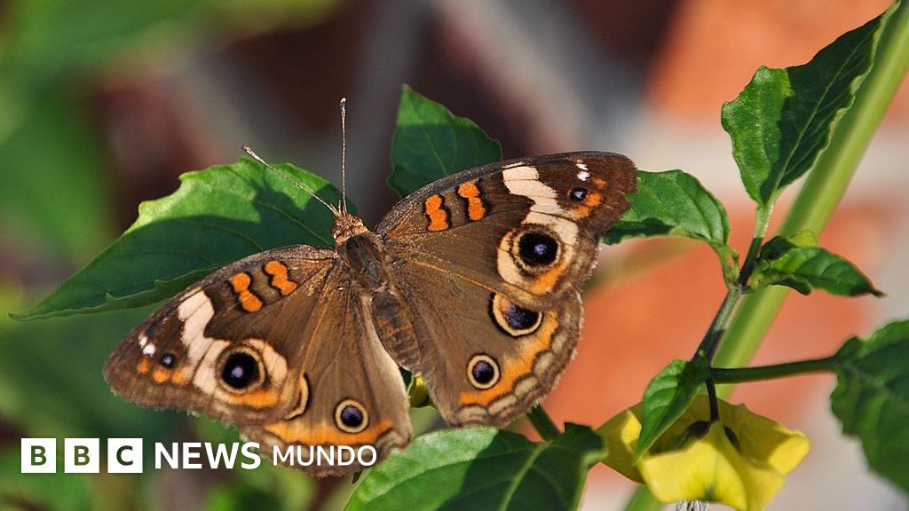 Revelan cómo los sonidos de las plantas afectan a los animales