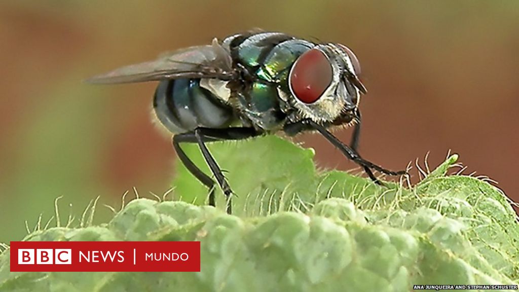 Oblongo cura Salón La enorme cantidad de bacterias que transportan las moscas comunes (y cómo  pueden propagar enfermedades) - BBC News Mundo