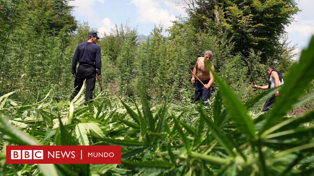 Los lugares donde fumar marihuana no es ilegal - BBC News Mundo