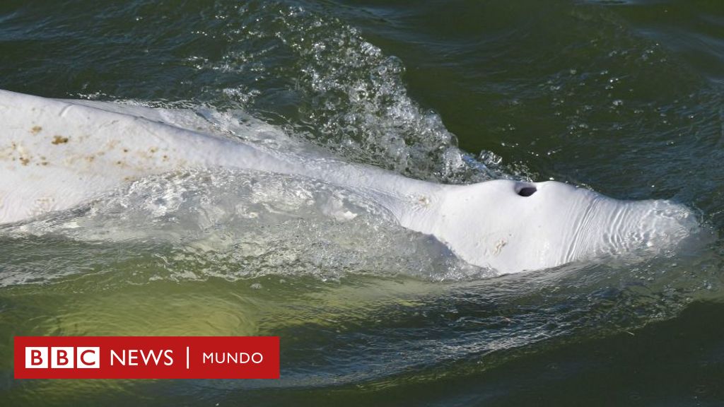Desperate efforts to save the starving and stray beluga whale in the Seine