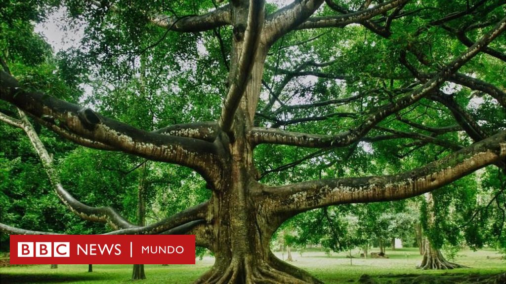 increíble historia del árbol que más ha influido en la historia humanidad - BBC News Mundo