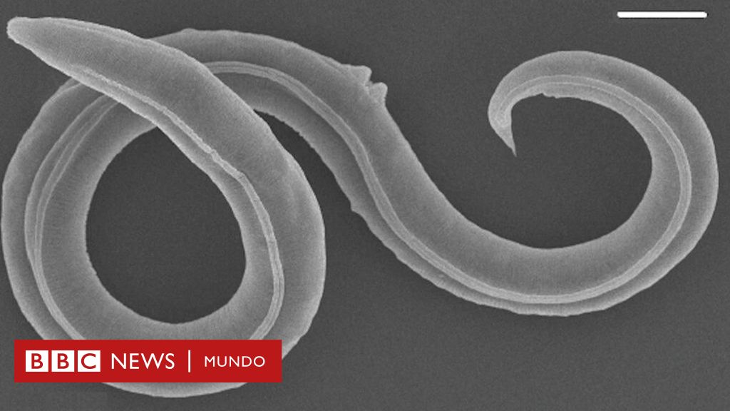 Los gusanos que revivieron después de estar congelados 46.000 años