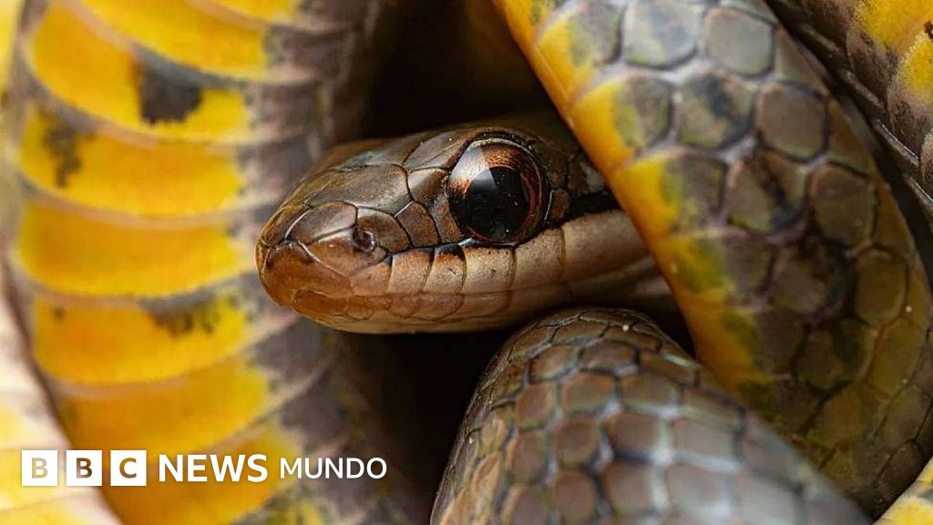 Descubren cómo un glucósido convierte a ranas en venenosas para la supervivencia.