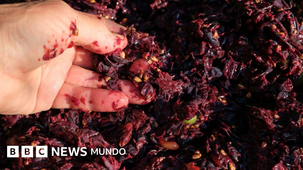 Los sorprendentes usos del orujo de uva, un residuo de la industria del vino, y cómo algunos de ellos pueden beneficiar la salud