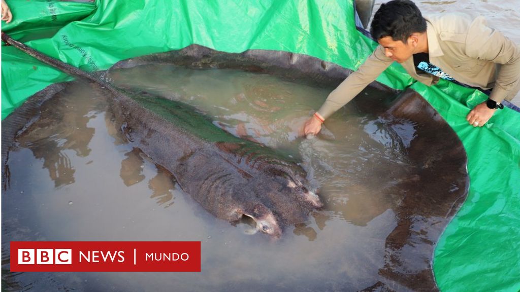 They discover the largest freshwater fish in the world: the 300-kilogram stingray