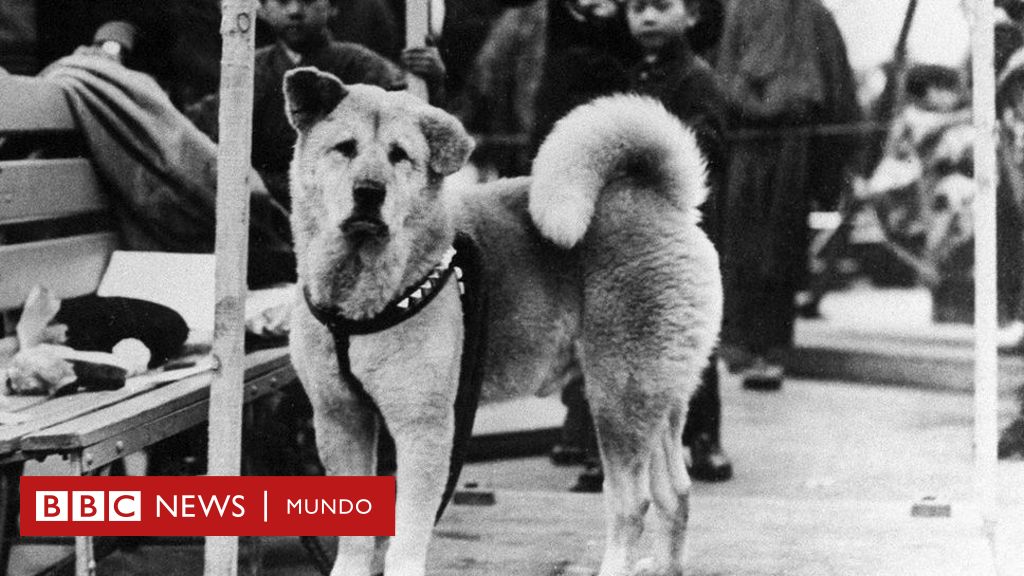 La emotiva historia de Hachiko, el “perro más fiel del mundo” del que este año se conmemora el centenario