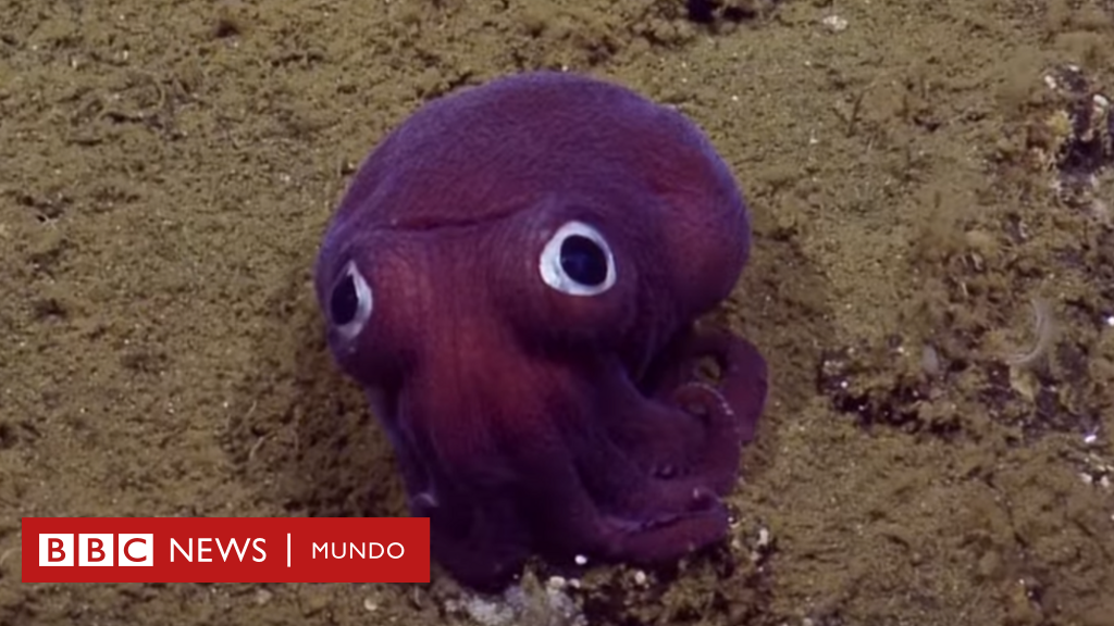 Condición previa Avenida espacio La extraña criatura que apareció en el fondo del mar (y parece salida de  PokémonGo) - BBC News Mundo
