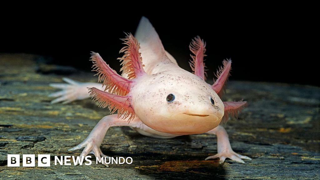 Por qué los mamíferos no podemos regenerar partes del cuerpo enteras como otros animales (y por qué esta limitación podría no ser tan definitiva)