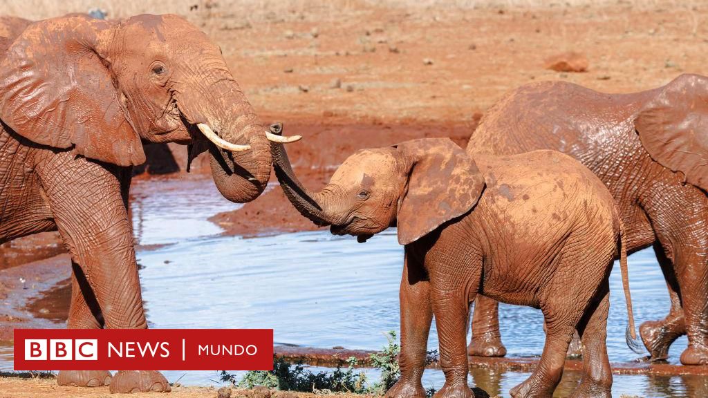Abejas salvadoras: el papel crucial de estos insectos en la protección de los elefantes