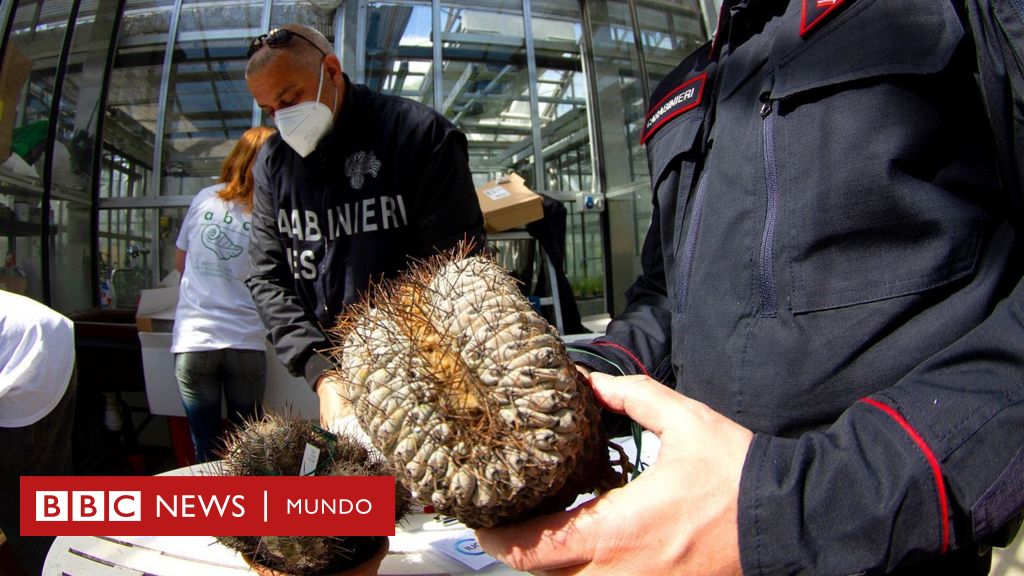 El tesoro de Atacama: cómo un cactus chileno se convirtió en el centro de una inédita operación policial en Italia