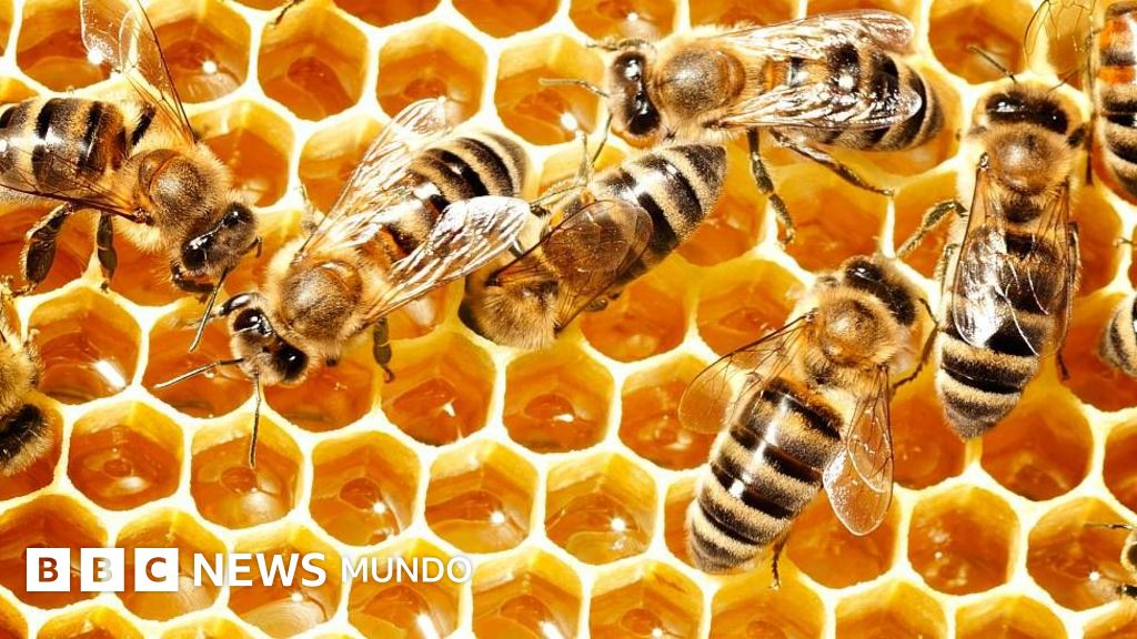 Descubre el misterio de la miel: ¿por qué nunca se echa a perder?