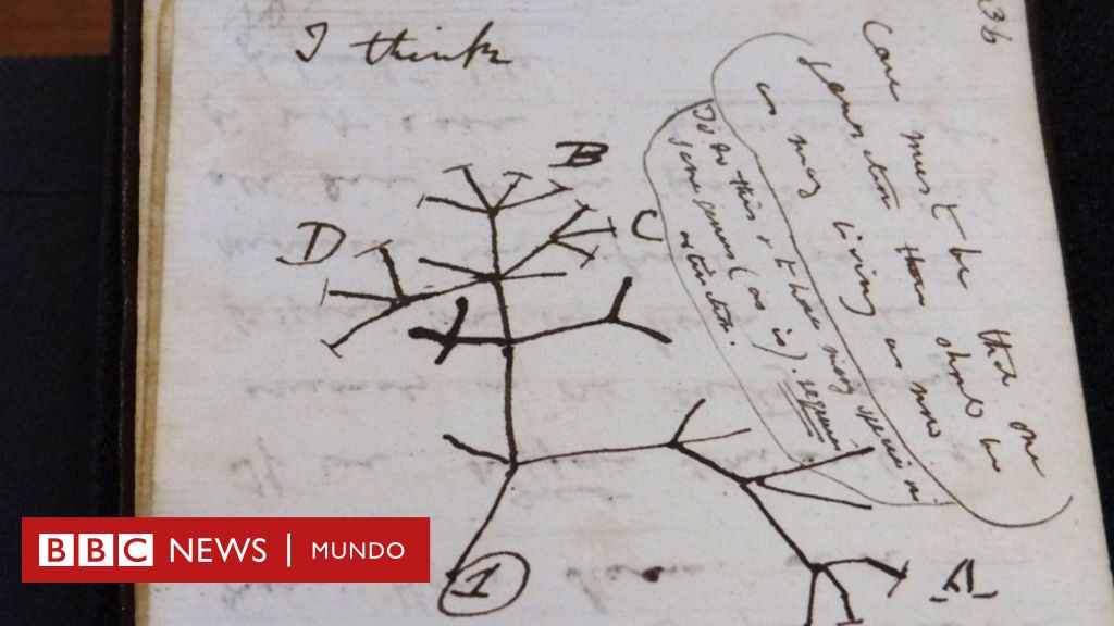 La misteriosa reaparición de dos cuadernos de Darwin fundamentales para su teoría de la evolución robados hace 22 años - BBC News Mundo