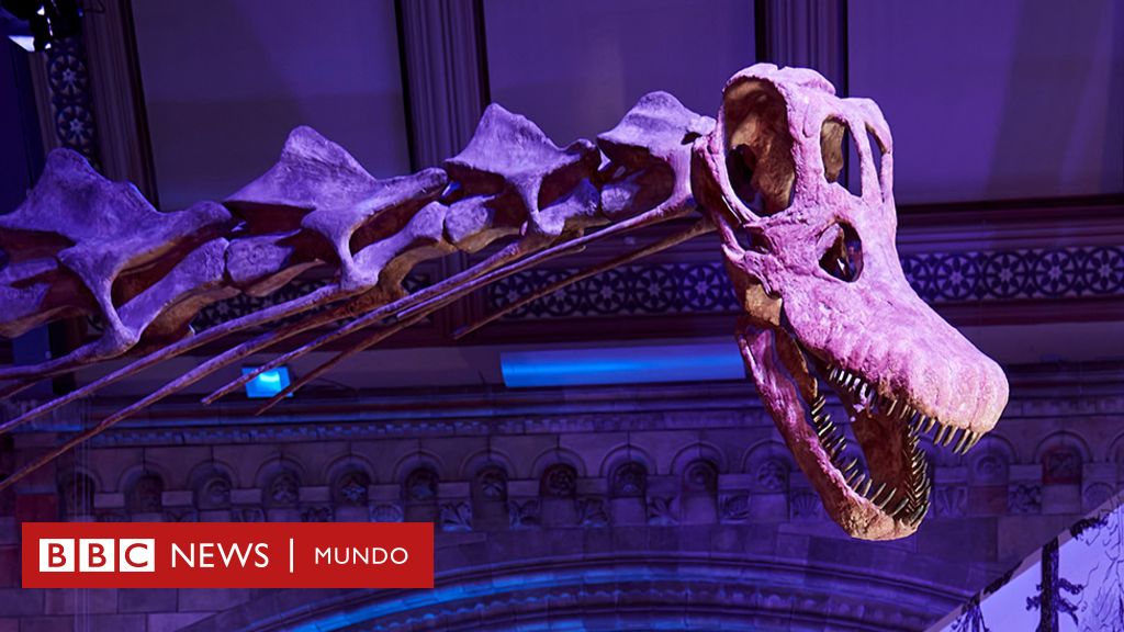 El colosal dinosaurio de Argentina que llega al Museo de Historia Natural de Londres