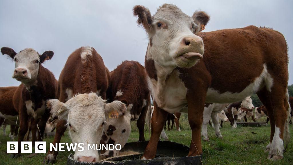 La multimillonaria estafa de las 