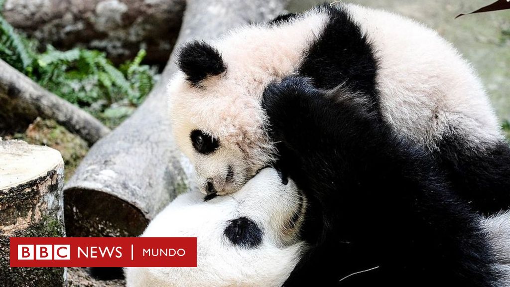 Delicioso Birmania Casi El panda gigante deja de estar en peligro de extinción: ¿cómo hizo China  para lograr salvar su "tesoro nacional"? - BBC News Mundo