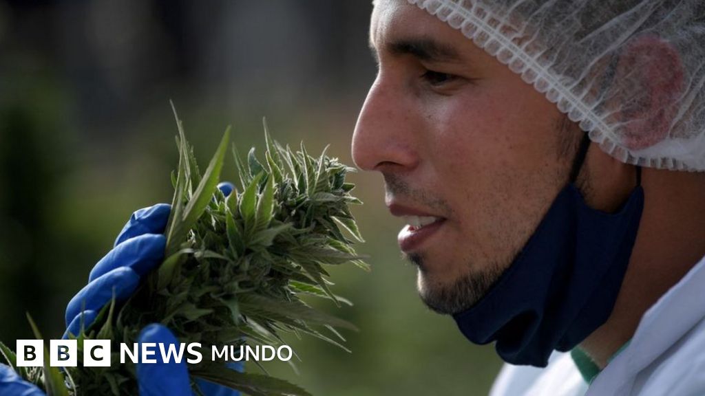 Por qué no ha resultado tan rentable cultivar marihuana en América Latina (y quiénes dominan el negocio)