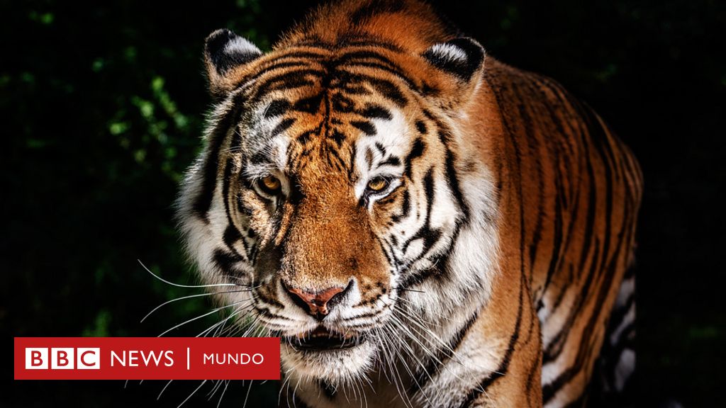 Por qué el perfume Obsession de Calvin Klein es usado para atraer tigres y  jaguares? - BBC News Mundo